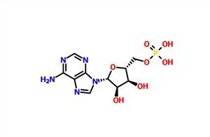 Adenosine 5'-monophosphate (AMP) CAS 61-19-8