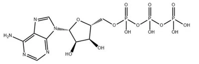 Adenosin 5'-trifosfát CAS 56-65-5